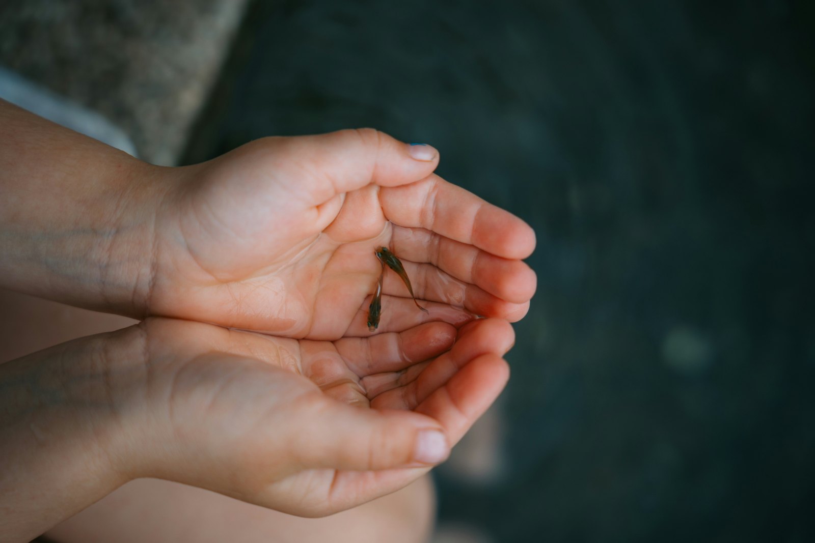 A pair of cupped hands holding one tiny fish.